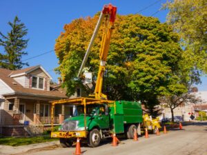 Tree Service Buffalo, NY