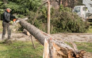 Emergency Tree Removal Services Buffalo