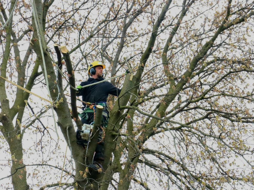 Tree Service Expert