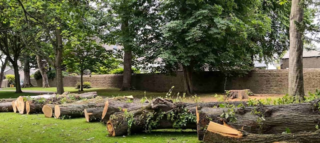 Backyard tree removal specialists Buffalo NY