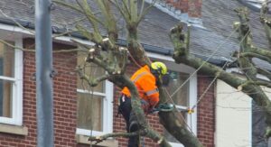 Tree inspection and removal service Buffalo NY