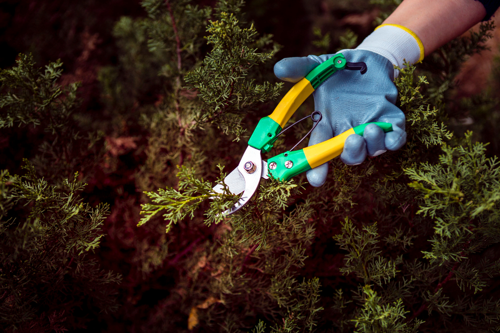 Tree trimming and maintenance plans Buffalo NY