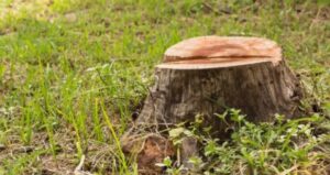 tree stump removal Buffalo NY