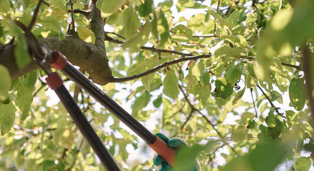 Tree branch cutting and trimming services Getzville NY