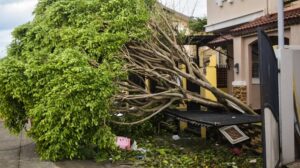 Affordable Emergency Tree Removal Services in Amherst NY