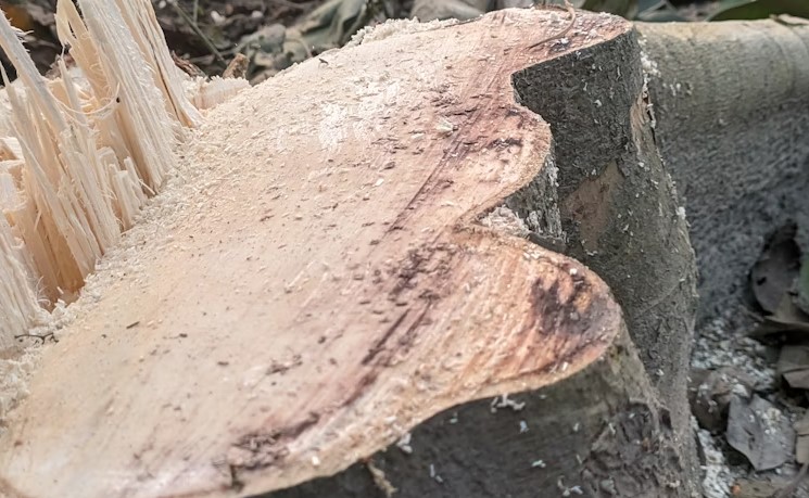 Tree stump removal and grinding Lockport NY