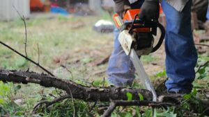 tree man tree services