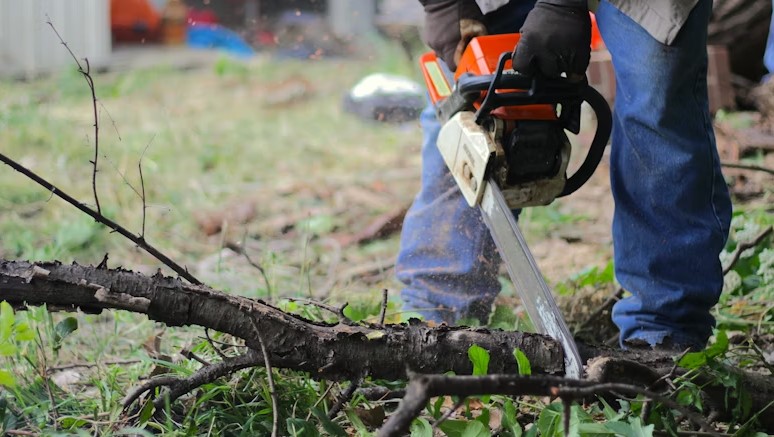 tree man tree services