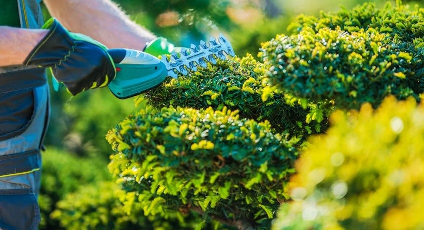 Complete Tree Trimming Services in East Amherst NY