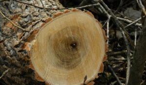 Fast Stump Tree Removal Service in West Amherst NY