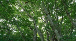 Tree Care Services Getzville NY