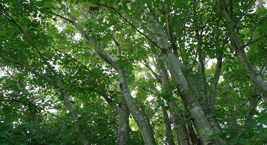 Tree Care Services Getzville NY