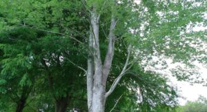 reliable tree cleanup services Buffalo NY