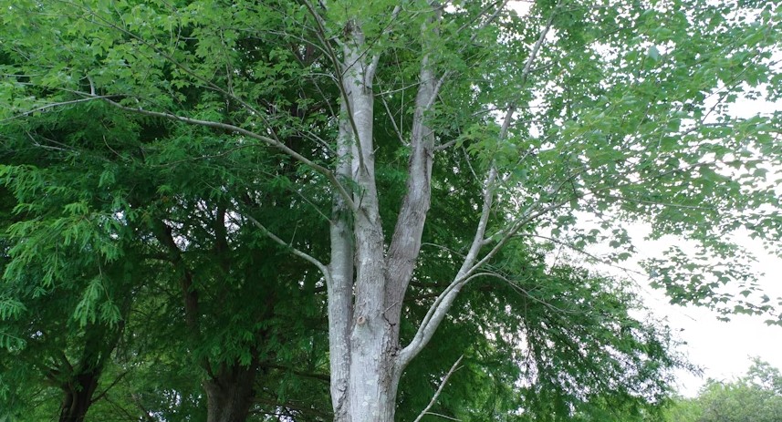 reliable tree cleanup services Buffalo NY