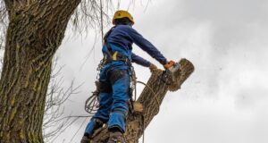 Tree Removal Buffalo NY