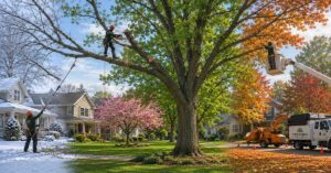 Best time to trim trees in Buffalo NY — seasonal guide by Treemanny tree service