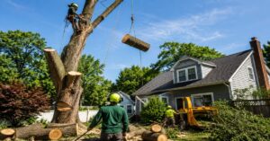 Comprehensive schematic illustrating the professional tree removal process step-by-step for a residential property in Buffalo NY.