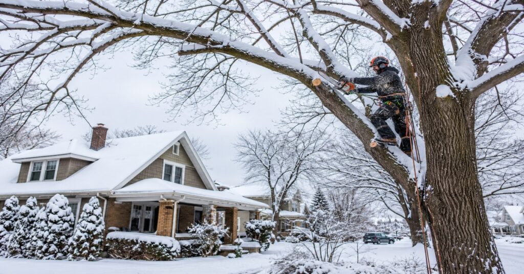 Treemanny crew performing winter tree trimming in Buffalo NY