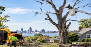Professional crew performing dead ash tree removal buffalo ny using specialized crane equipment
