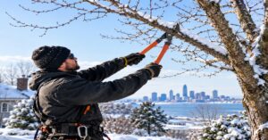 Certified arborist performing dormant pruning buffalo ny on mature winter hardwood canopy